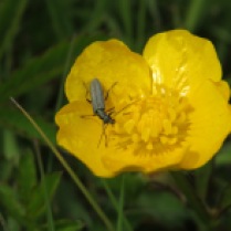 Alex White - Beetle in buttercup