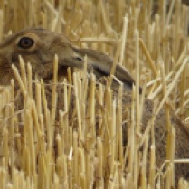 Hare on my Local patch