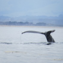 Humpback tail