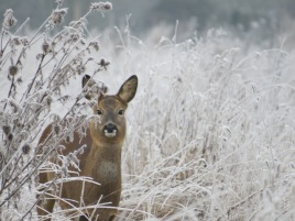 Roe deer in the frost - used on a charity Christmas card