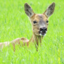 Female Roe deer on my local patch