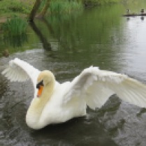 Swan Oxfordshire
