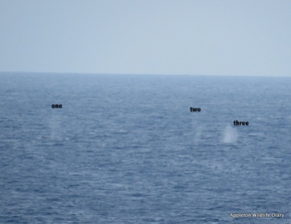 3 Fin whale water spouts