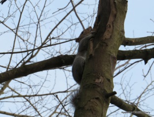 Grey squirrel at Dry Sandford