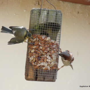 Male sparrow and blue tit on peanut feeder