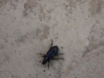 Black Sexton beetle