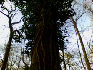 Oak Tree with Ivy