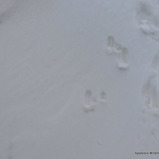 Rabbit footprint