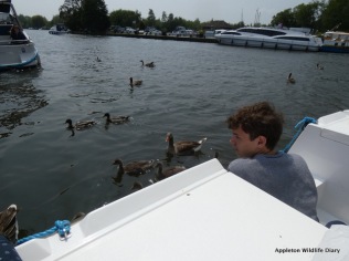 Feeding the geese
