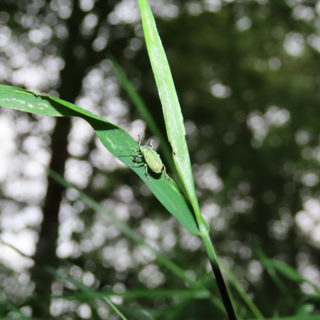 Nettle weevil